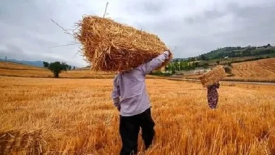 هشدار جدی به دولت: پرداخت نشدن مطالبات، خودکفایی گندم را به خطر انداخت!