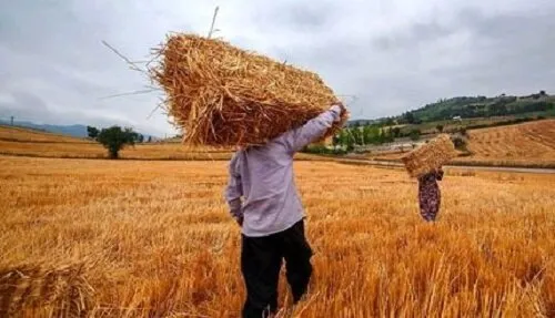هشدار جدی به دولت: پرداخت نشدن مطالبات، خودکفایی گندم را به خطر انداخت!