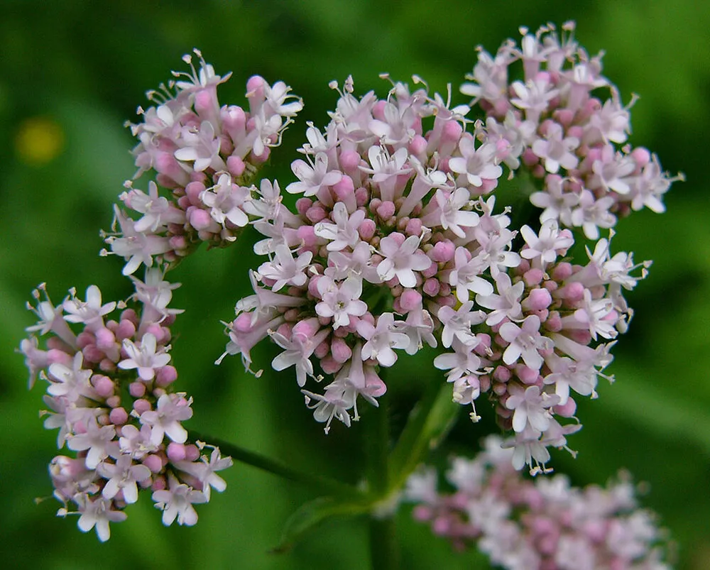 خواب آرام با دمنوشهای گیاهی: کشف لورازپام طبیعی و راههای غلبه بر بیخوابی و استرس
