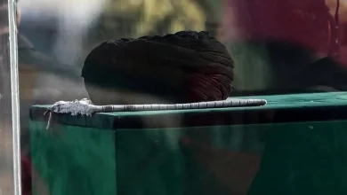 جزئیات تشییع و تدفین رهبر شهید انقلاب: حضور مقامات کشوری و خانواده معزز در حرم رضوی