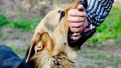 خطر هاری در کمین: ۴۴۵ هزار حیوان‌گزیدگی و ۲۰ ابتلای مرگبار در یک سال! فوراً بخوانید
