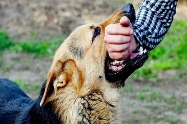 خطر هاری در کمین: ۴۴۵ هزار حیوانگزیدگی و ۲۰ ابتلای مرگبار در یک سال! فوراً بخوانید