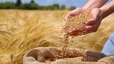 تاخیر بی‌رحمانه در پرداخت مطالبات گندمکاران: سفره‌های خالی و وعده‌های بر زمین مانده