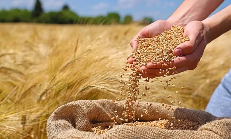 تاخیر بیرحمانه در پرداخت مطالبات گندمکاران: سفرههای خالی و وعدههای بر زمین مانده