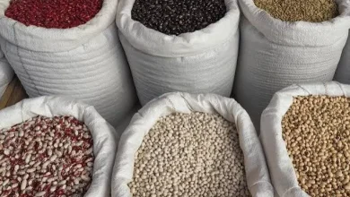 قیمت‌های نجومی حبوبات امروز ۱۴ شهریور ۱۴۰۵: کدام محصول جیب‌تان را خالی می‌کند؟
